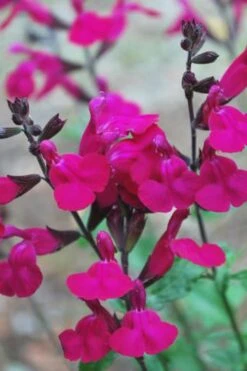 Heatwave Brilliance Salvia (Sage) - 1 Gallon Pot 5 Heatwave Brilliance Salvia (Sage) - 1 Gallon Pot -Garden Plant Shop Heatwave Brilliance Salvia 500x750 1