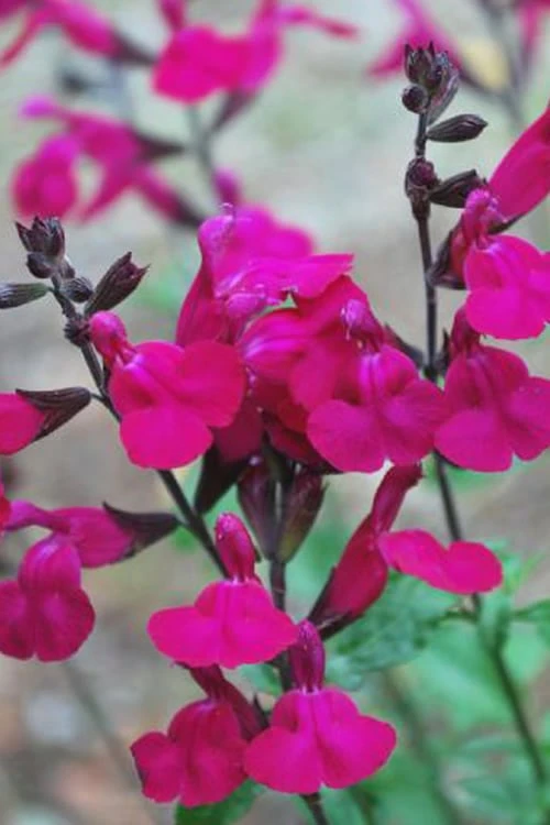 Heatwave Brilliance Salvia (Sage) - 1 Gallon Pot Heatwave Brilliance Salvia (Sage) - 1 Gallon Pot -Garden Plant Shop Heatwave Brilliance Salvia 500x750 1
