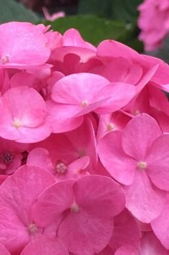 After Midnight Hydrangea - 3 Gallon Pot -Garden Plant Shop Hydrangea After Midnight 1