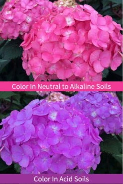 After Midnight Hydrangea - 3 Gallon Pot -Garden Plant Shop Hydrangea After Midnight 6