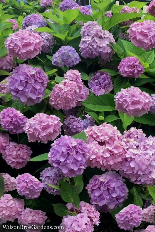 All Summer Beauty Hydrangea - 3 Gallon Pot All Summer Beauty Hydrangea - 3 Gallon Pot -Garden Plant Shop Hydrangea All Summer Beauty 1