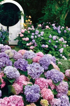 All Summer Beauty Hydrangea - 3 Gallon Pot 5 All Summer Beauty Hydrangea - 3 Gallon Pot -Garden Plant Shop Hydrangea All Summer Beauty 2