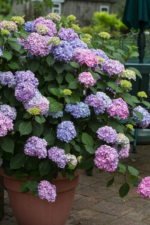 All Summer Beauty Hydrangea - 3 Gallon Pot All Summer Beauty Hydrangea - 3 Gallon Pot -Garden Plant Shop Hydrangea All Summer Beauty 3
