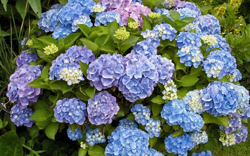All Summer Beauty Hydrangea - 3 Gallon Pot All Summer Beauty Hydrangea - 3 Gallon Pot -Garden Plant Shop Hydrangea All Summer Beauty 4