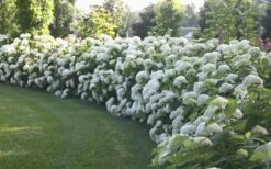 Annabelle Hydrangea - 3 Gallon Pot -Garden Plant Shop Hydrangea Annabelle Hedge 1
