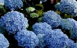 Big Daddy Hydrangea - 1 Gallon Pot -Garden Plant Shop Hydrangea Big Daddy 1