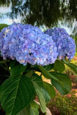 Big Daddy Hydrangea - 2 Gallon Pot -Garden Plant Shop Hydrangea Big Daddy 500x750 1