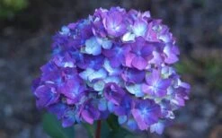 Bloomstruck Endless Summer Hydrangea - 3 Gallon Pot -Garden Plant Shop Hydrangea Bloomstruck Bloom 1