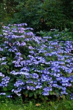 Blue Wave Lacecap Hydrangea - 3 Gallon Pot -Garden Plant Shop Hydrangea Blue Wave 1