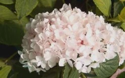 Blushing Bride Endless Summer Hydrangea - 3 Gallon Pot 3 Blushing Bride Endless Summer Hydrangea - 3 Gallon Pot -Garden Plant Shop Hydrangea Blushing Bride 2 2