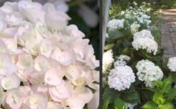 Blushing Bride Endless Summer Hydrangea - 3 Gallon Pot 4 Blushing Bride Endless Summer Hydrangea - 3 Gallon Pot -Garden Plant Shop Hydrangea Blushing Bride 3