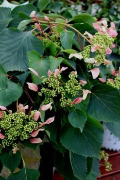 Rose Sensation Pink Climbing Hydrangea Vine - 3 Gallon Pot -Garden Plant Shop Hydrangea Climbing Rose Sensation 2 1
