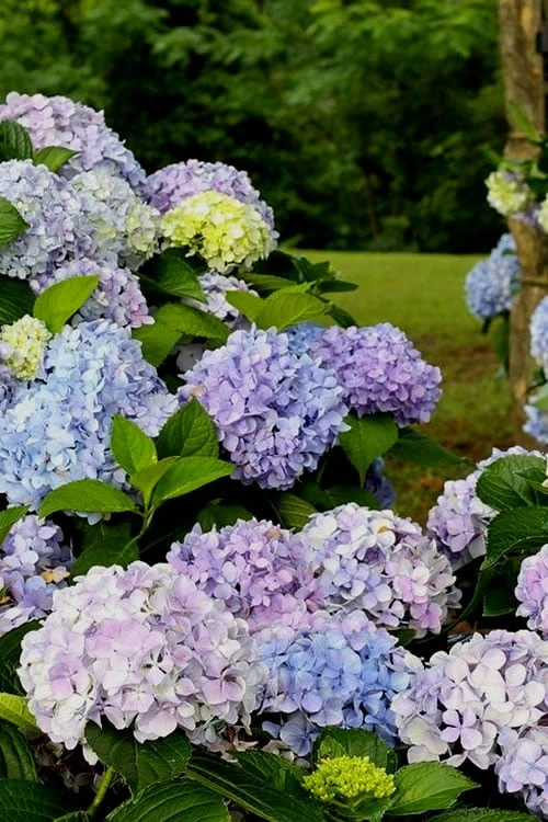 Dear Dolores Hydrangea - 3 Gallon Pot Dear Dolores Hydrangea - 3 Gallon Pot -Garden Plant Shop Hydrangea Dear Delores 500x750 3
