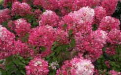 Diamond Rouge Hydrangea - 3 Gallon Pot 6 Diamond Rouge Hydrangea - 3 Gallon Pot -Garden Plant Shop Hydrangea Diamond Rouge 7