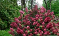 Diamond Rouge Hydrangea - 3 Gallon Pot 4 Diamond Rouge Hydrangea - 3 Gallon Pot -Garden Plant Shop Hydrangea Diamond Rouge5