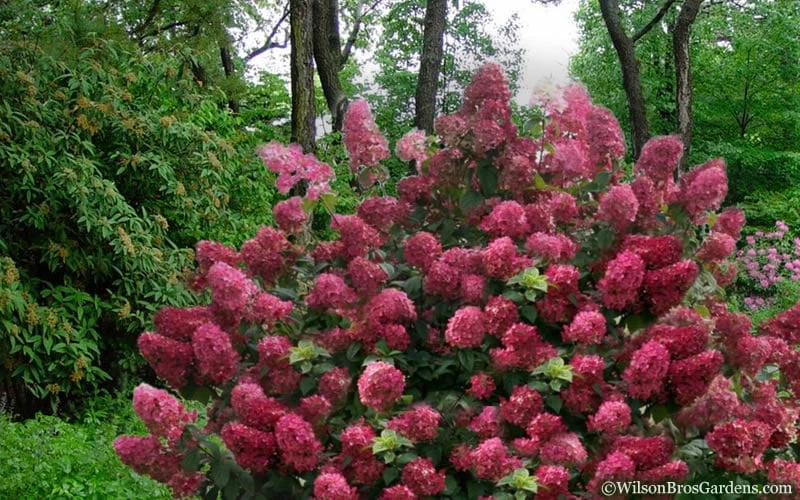 Diamond Rouge Hydrangea - 3 Gallon Pot Diamond Rouge Hydrangea - 3 Gallon Pot -Garden Plant Shop Hydrangea Diamond Rouge5