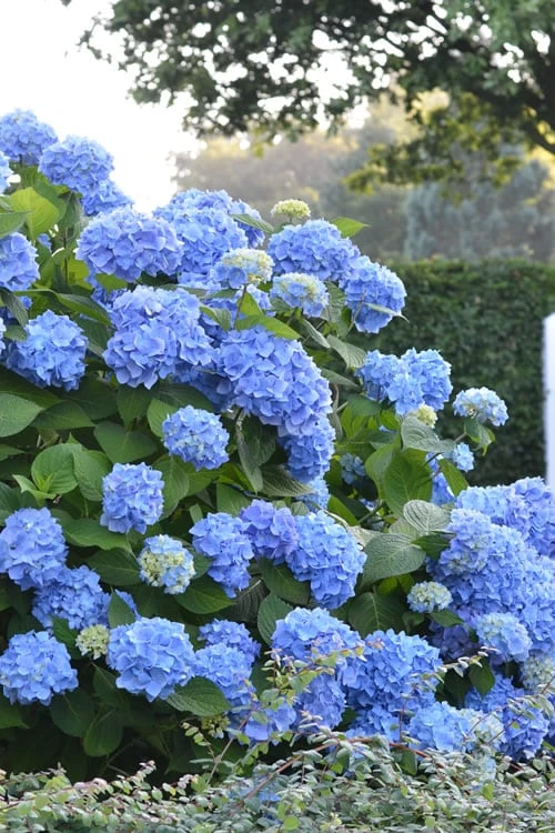 Endless Summer Hydrangea Original - 3 Gallon Pot Endless Summer Hydrangea Original - 3 Gallon Pot -Garden Plant Shop Hydrangea Endless Summer 500x750 1