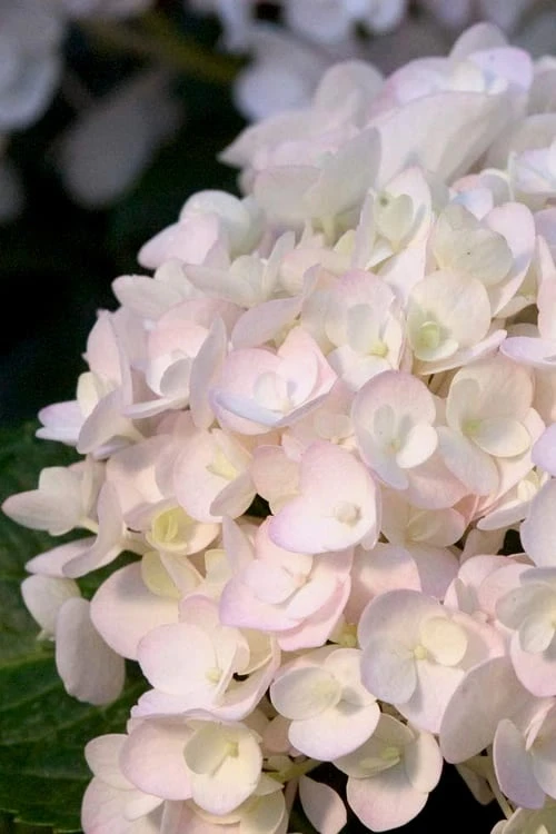 Blushing Bride Endless Summer Hydrangea - 3 Gallon Pot Blushing Bride Endless Summer Hydrangea - 3 Gallon Pot -Garden Plant Shop Hydrangea Endless Summer Blushing Bride 500x750 3