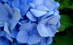 Endless Summer Hydrangea Original - 3 Gallon Pot 5 Endless Summer Hydrangea Original - 3 Gallon Pot -Garden Plant Shop Hydrangea Endless Summer Closeup 2