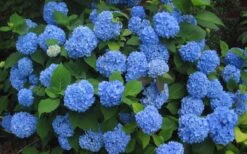 Endless Summer Hydrangea Original - 3 Gallon Pot 4 Endless Summer Hydrangea Original - 3 Gallon Pot -Garden Plant Shop Hydrangea Endless Summer Closeup 3