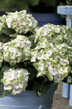 Everlasting Noblesse Hydrangea - 3 Gallon Pot -Garden Plant Shop Hydrangea Everlasting Noblesse 1