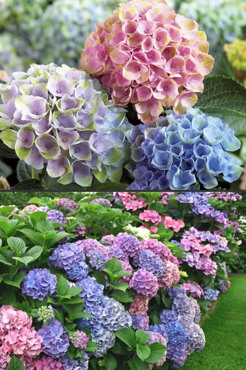 Everlasting Revolution Hydrangea - 3 Gallon Pot Everlasting Revolution Hydrangea - 3 Gallon Pot -Garden Plant Shop Hydrangea Everlasting Revolution 2