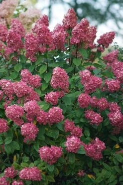 Fire Light Hydrangea - Single Trunk Topiary Tree - 5 Gallon Pot 3 Fire Light Hydrangea - Single Trunk Topiary Tree - 5 Gallon Pot -Garden Plant Shop Hydrangea Fire Light 2 1