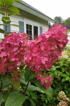 Fire Light Hydrangea - Single Trunk Topiary Tree - 5 Gallon Pot 5 Fire Light Hydrangea - Single Trunk Topiary Tree - 5 Gallon Pot -Garden Plant Shop Hydrangea Fire Light 3 1