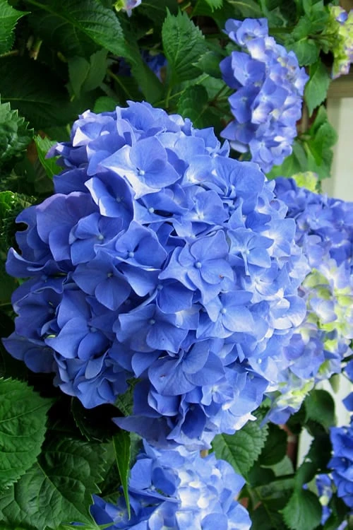 Glory Blue Hydrangea - 3 Gallon Pot Glory Blue Hydrangea - 3 Gallon Pot -Garden Plant Shop Hydrangea Glory Blue 10