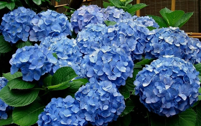 Glory Blue Hydrangea - 3 Gallon Pot Glory Blue Hydrangea - 3 Gallon Pot -Garden Plant Shop Hydrangea Glory Blue 11