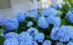 Nikko Blue Hydrangea - 1 Gallon Pot -Garden Plant Shop Hydrangea Glory Blue Shrub 2