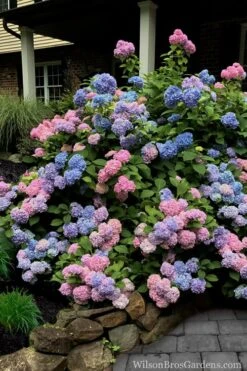 L.A. Dreamin Hydrangea - 3 Gallon Pot -Garden Plant Shop Hydrangea LA Dreamin 5 1