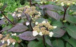 Lady In Red Hydrangea - 3 Gallon Pot -Garden Plant Shop Hydrangea Lady In Red Budded