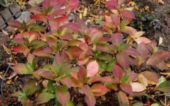 Lady In Red Hydrangea - 3 Gallon Pot -Garden Plant Shop Hydrangea Lady In Red Fall Foliage Leaf Color