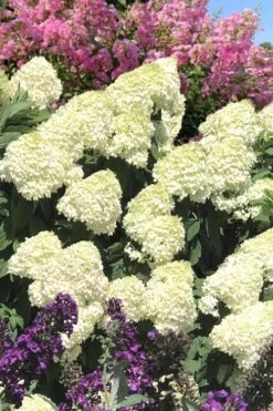 Limelight PeeGee Hydrangea - 7 Gallon Pot (3-4') -Garden Plant Shop Hydrangea Limelight 110 1