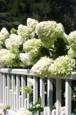 Limelight PeeGee Hydrangea - 6 Pack Of 1 Gallon Pots -Garden Plant Shop Hydrangea Limelight 21 1