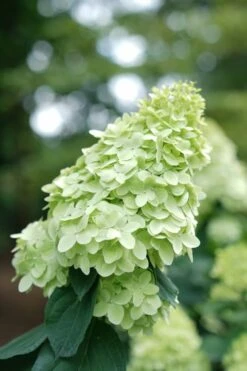 Limelight Prime Hydrangea - 3 Gallon Pot 5 Limelight Prime Hydrangea - 3 Gallon Pot -Garden Plant Shop Hydrangea Limelight Prime 1