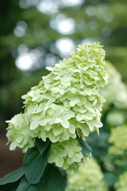 Limelight Prime Hydrangea - 3 Gallon Pot Limelight Prime Hydrangea - 3 Gallon Pot -Garden Plant Shop Hydrangea Limelight Prime 1