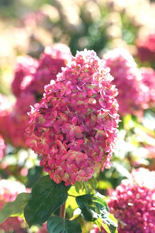 Limelight Prime Hydrangea - 3 Gallon Pot Limelight Prime Hydrangea - 3 Gallon Pot -Garden Plant Shop Hydrangea Limelight Prime 3