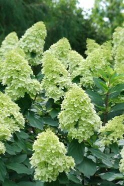 Limelight Prime Hydrangea - 3 Gallon Pot 4 Limelight Prime Hydrangea - 3 Gallon Pot -Garden Plant Shop Hydrangea Limelight Prime 4