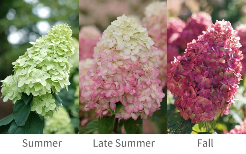Limelight Prime Hydrangea - 3 Gallon Pot Limelight Prime Hydrangea - 3 Gallon Pot -Garden Plant Shop Hydrangea Limelight Prime 6