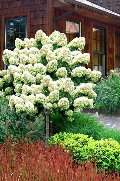 Limelight PeeGee Hydrangea - Single Trunk Topiary Tree - 5 Gallon Pot Limelight PeeGee Hydrangea - Single Trunk Topiary Tree - 5 Gallon Pot -Garden Plant Shop Hydrangea Limelight Standard Tree Form 2