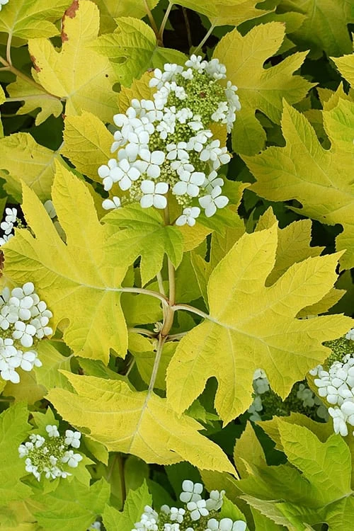 Little Honey Oakleaf Hydrangea - 1 Gallon Pot Little Honey Oakleaf Hydrangea - 1 Gallon Pot -Garden Plant Shop Hydrangea Little Honey 1