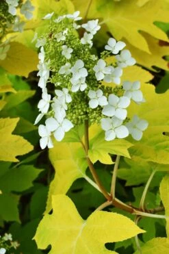 Little Honey Oakleaf Hydrangea - 1 Gallon Pot 4 Little Honey Oakleaf Hydrangea - 1 Gallon Pot -Garden Plant Shop Hydrangea Little Honey 3