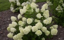 Little Lime Hydrangea - 3 Pack Of Quart Pots 6 Little Lime Hydrangea - 3 Pack Of Quart Pots -Garden Plant Shop Hydrangea Little Lime 1 3