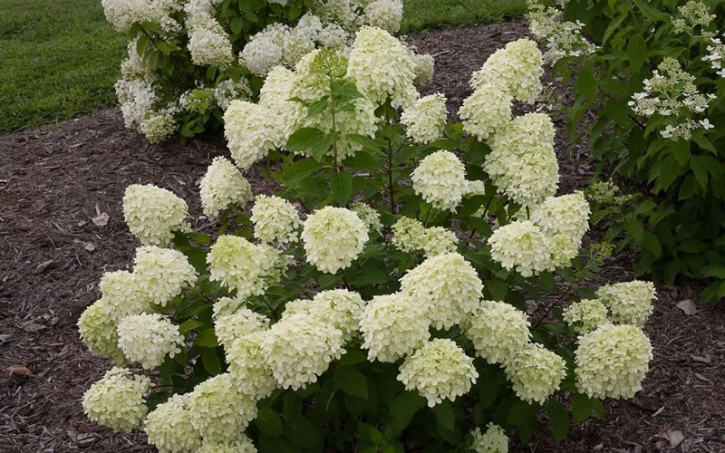 Little Lime Hydrangea - 1 Gallon Pot Little Lime Hydrangea - 1 Gallon Pot -Garden Plant Shop Hydrangea Little Lime 1 4
