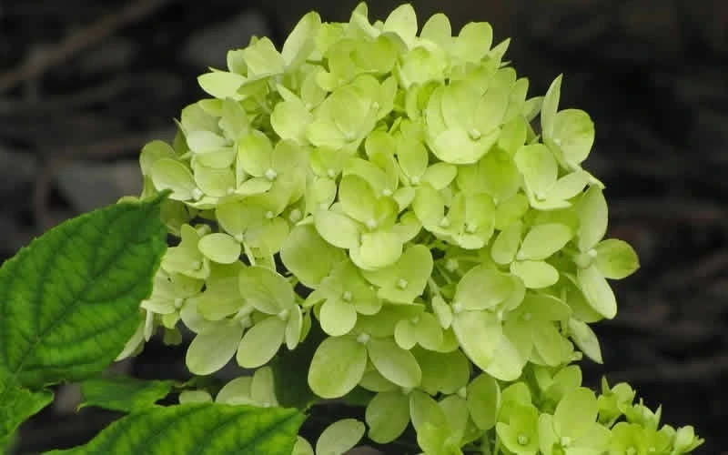 Little Lime Hydrangea - 3 Gallon Pot Little Lime Hydrangea - 3 Gallon Pot -Garden Plant Shop Hydrangea Little Lime 3