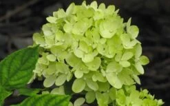 Little Lime Hydrangea - 3 Pack Of Quart Pots 3 Little Lime Hydrangea - 3 Pack Of Quart Pots -Garden Plant Shop Hydrangea Little Lime 4