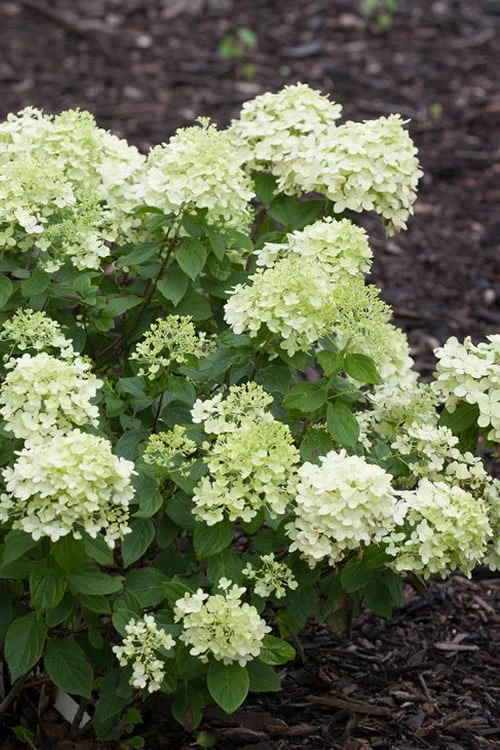 Little Lime Hydrangea - 3 Gallon Pot Little Lime Hydrangea - 3 Gallon Pot -Garden Plant Shop Hydrangea Little Lime 500x750 3