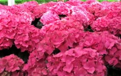 Merritts Supreme Hydrangea - 3 Gallon Pot -Garden Plant Shop Hydrangea Merrits Supreme Pink 12